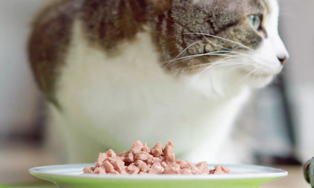 Почему кошка перестала есть влажный корм?