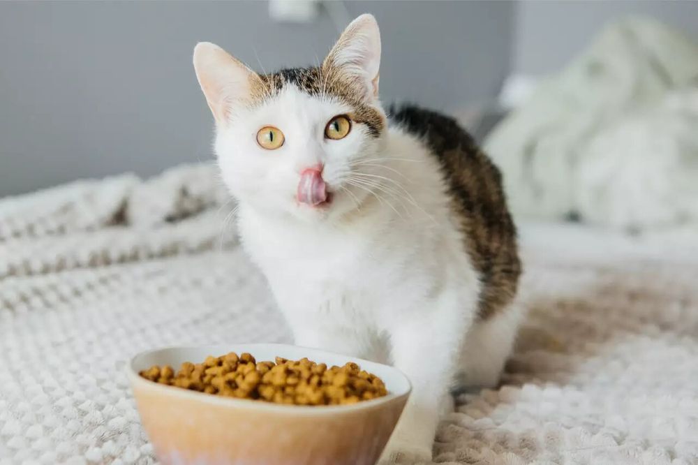 как заставить кота поесть