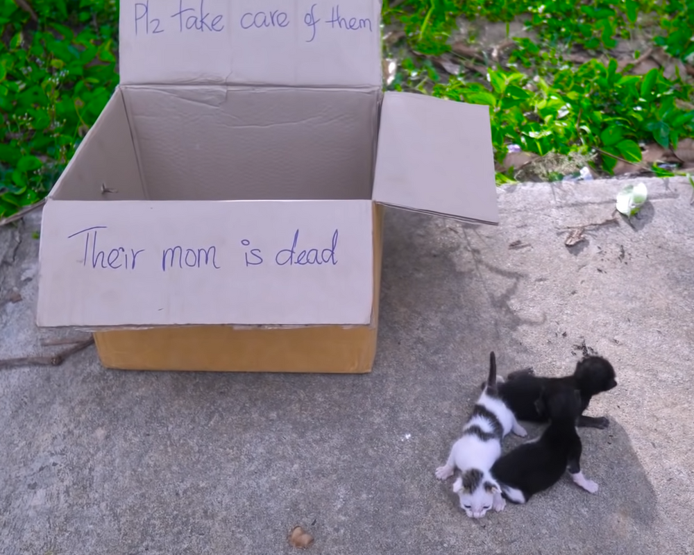 Нашли новорожденных котят на улице: что делать?