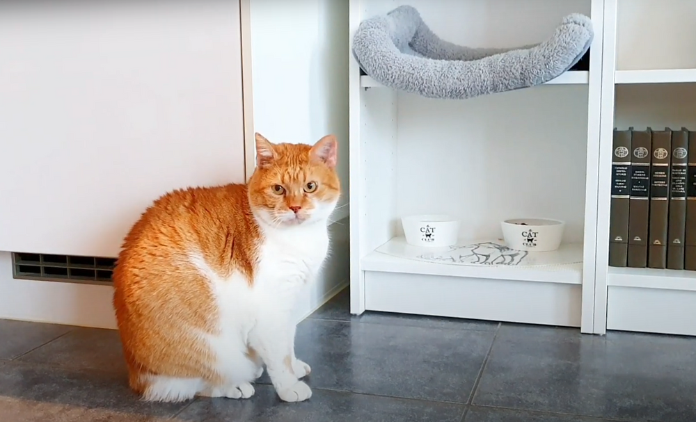 Кошка в маленькой квартире