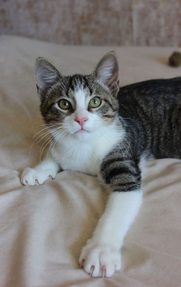Лучик кот