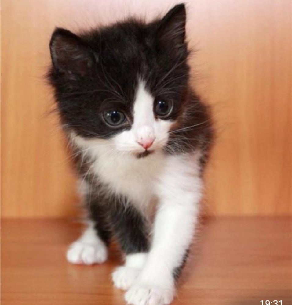 Черно белый котенок девочка. Котенок черно-белый. Маленький черно белый котенок. Черный и белый котенок. Обычные котята.