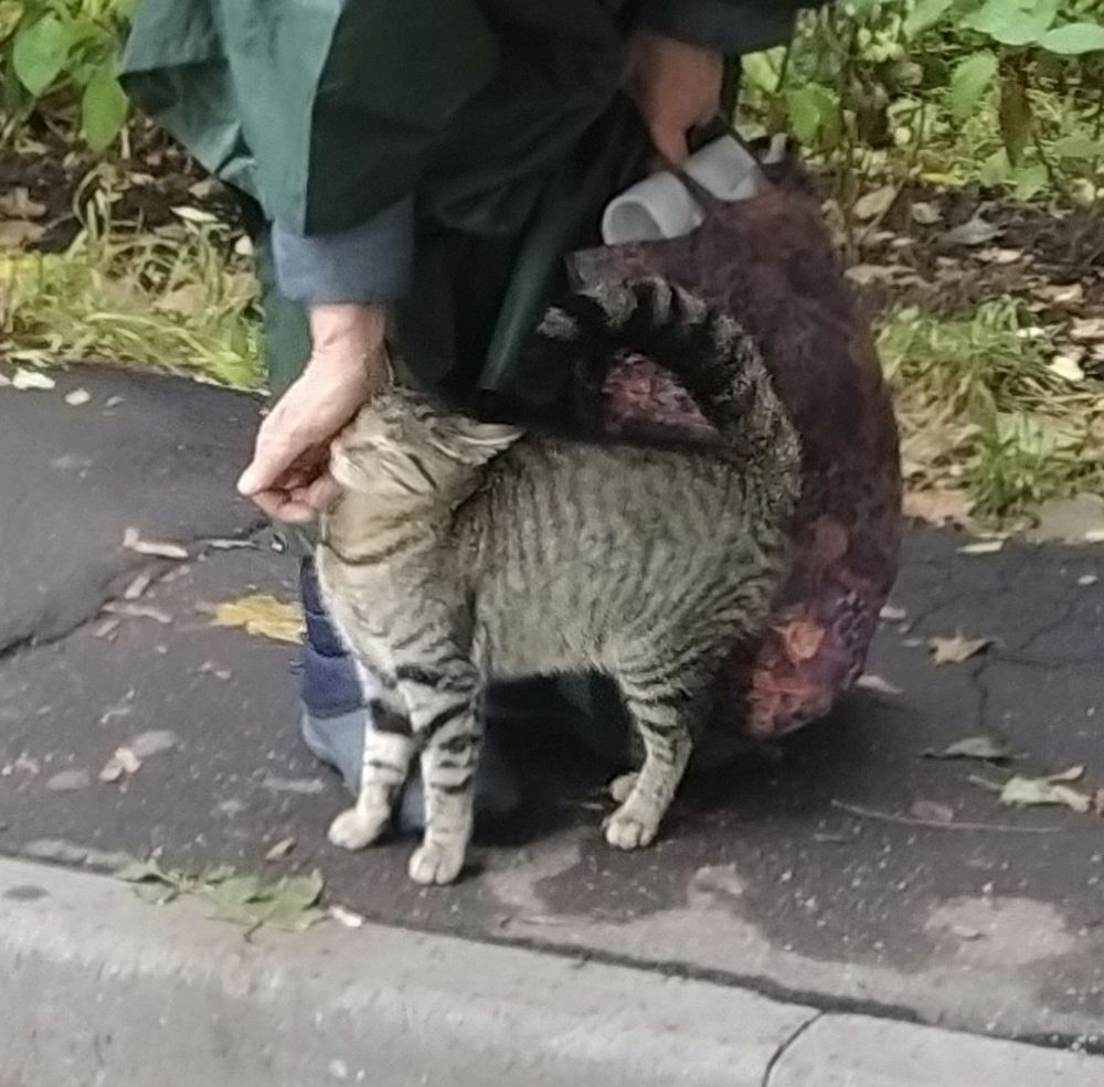 Можно котам изюм. Котенок Изюм. Котик Изюм.