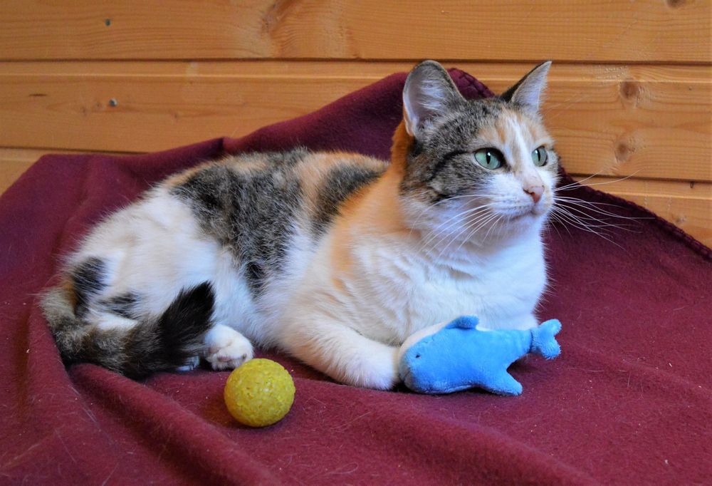 Кошечка красавица москвы. Трёхцветная кошка Ксюша. Кошка Ксюша. Ксюша кошечка. Кошка Ксюша в добрые руки.