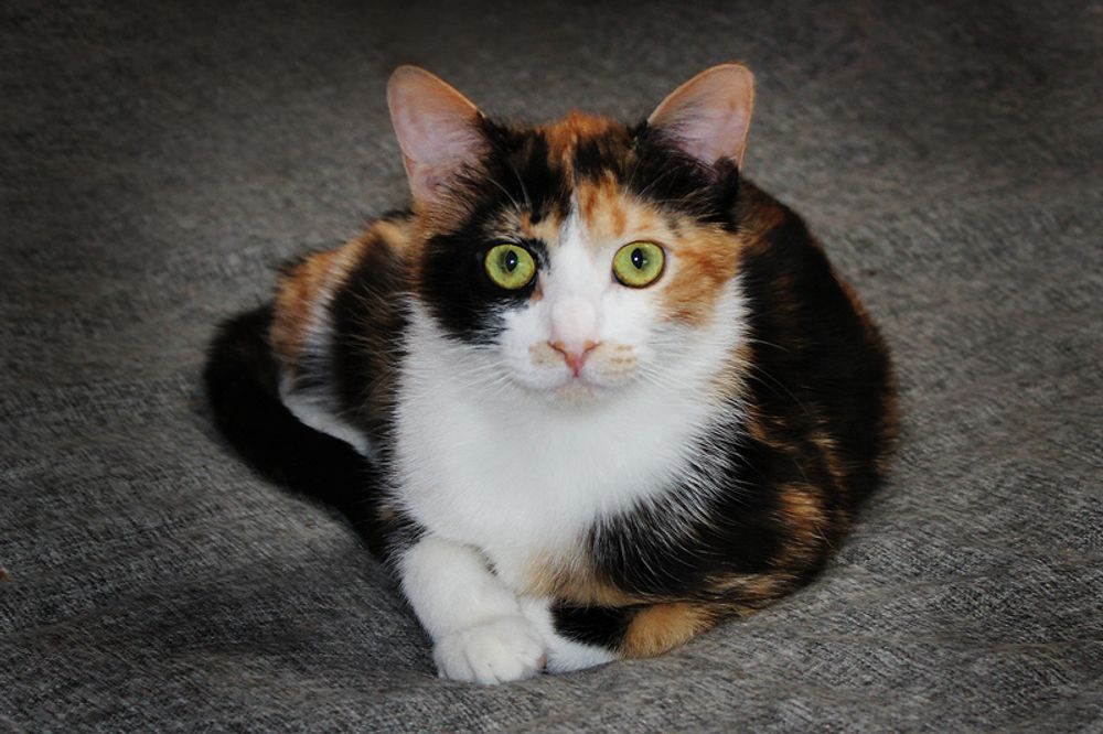 Пол трехцветного котенка. Трехцветный котенок. Шведская трёхцветная кошка. Метис кошка трехцветная. Трёхцветные котята в добрые руки.