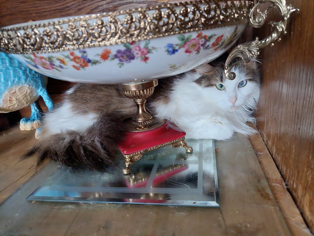 Кошечка красавица москвы